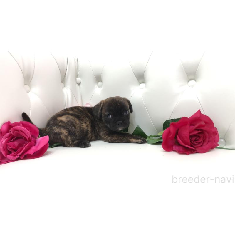 成約済の埼玉県のミックス犬-401461の9枚目