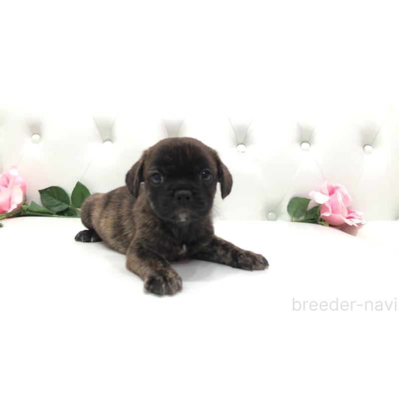 成約済の埼玉県のミックス犬-401461の8枚目