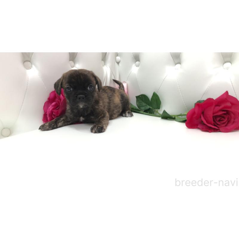 成約済の埼玉県のミックス犬-401461の7枚目