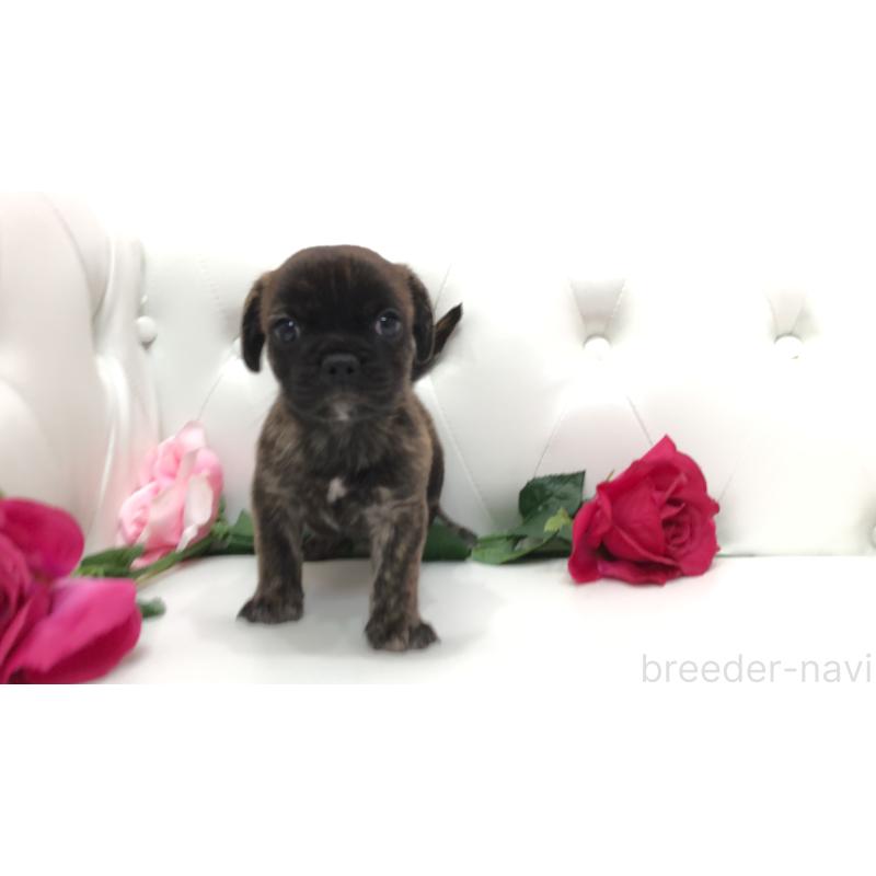 成約済の埼玉県のミックス犬-401461の6枚目