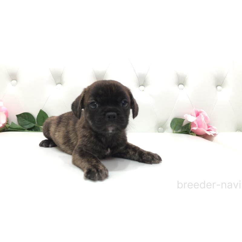 成約済の埼玉県のミックス犬-401461の5枚目