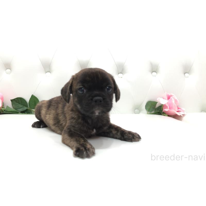 成約済の埼玉県のミックス犬-401461の4枚目