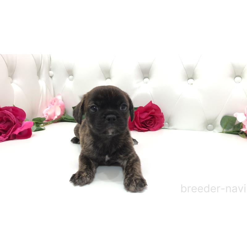 成約済の埼玉県のミックス犬-401461の3枚目