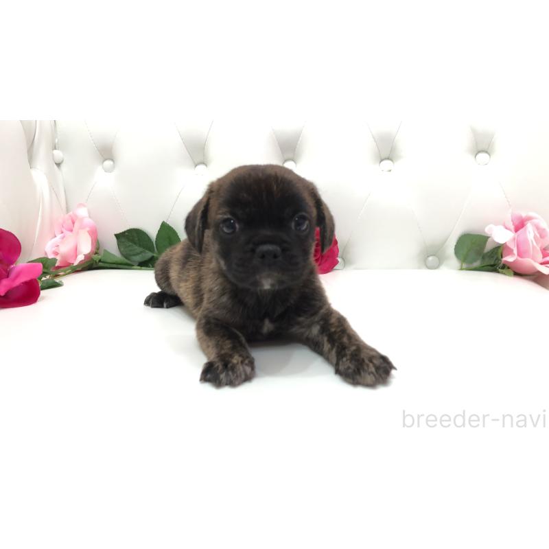 成約済の埼玉県のミックス犬-401461の2枚目