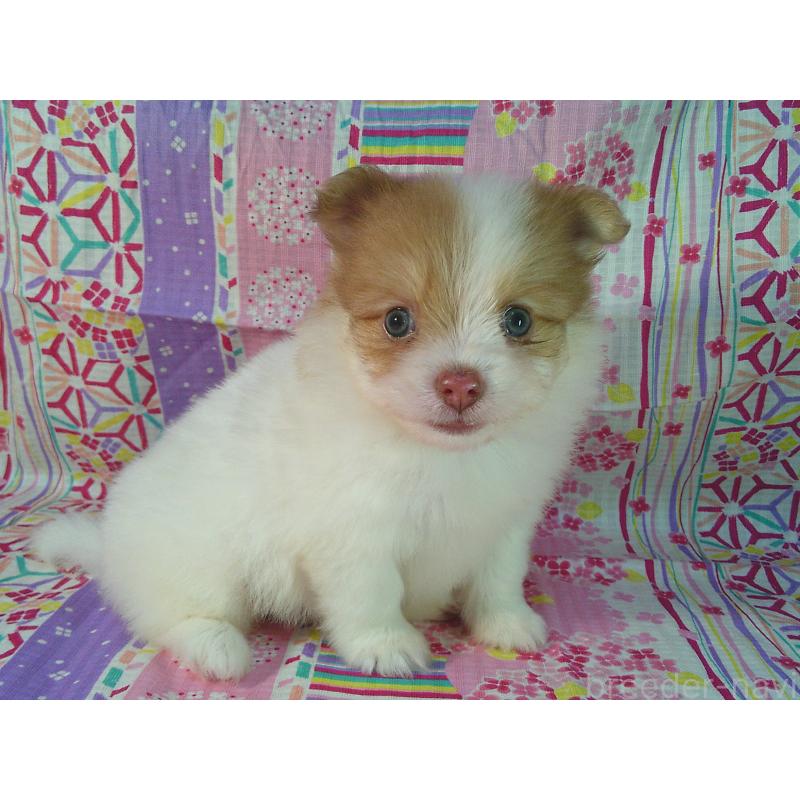 販売中の茨城県のミックス犬-405012