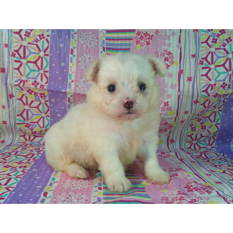 販売中の茨城県のミックス犬-406296