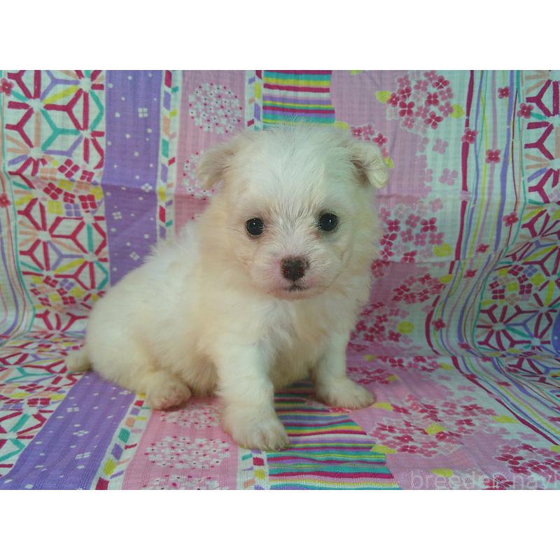 販売中の茨城県のミックス犬-406297