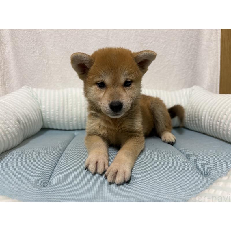 販売中の福岡県の柴犬-407946の5枚目