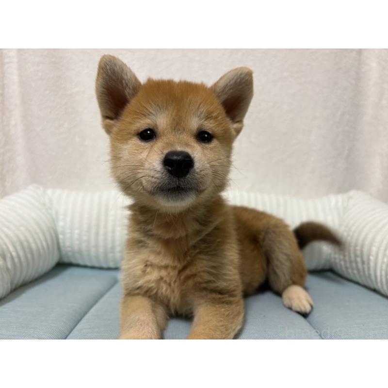 販売中の福岡県の柴犬-407946の3枚目