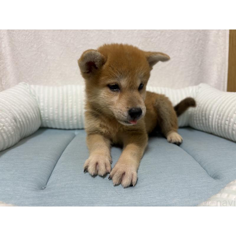 販売中の福岡県の柴犬-407946の2枚目