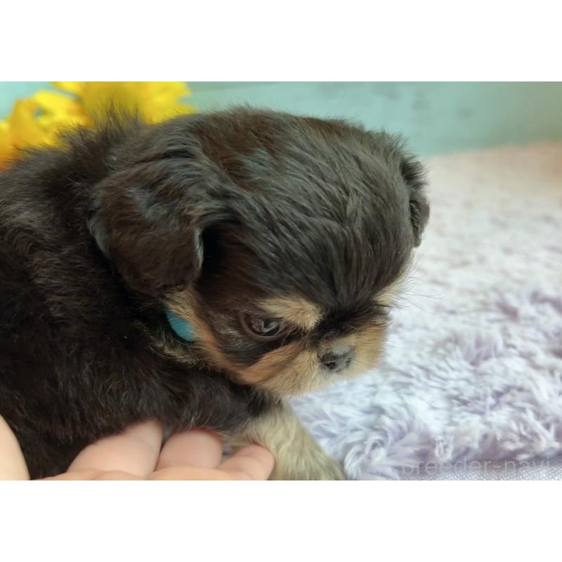 販売中の埼玉県のミックス犬-406504の24枚目