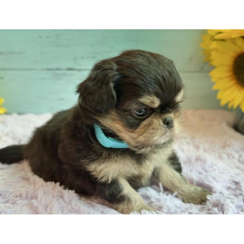 販売中の埼玉県のミックス犬-406504の23枚目