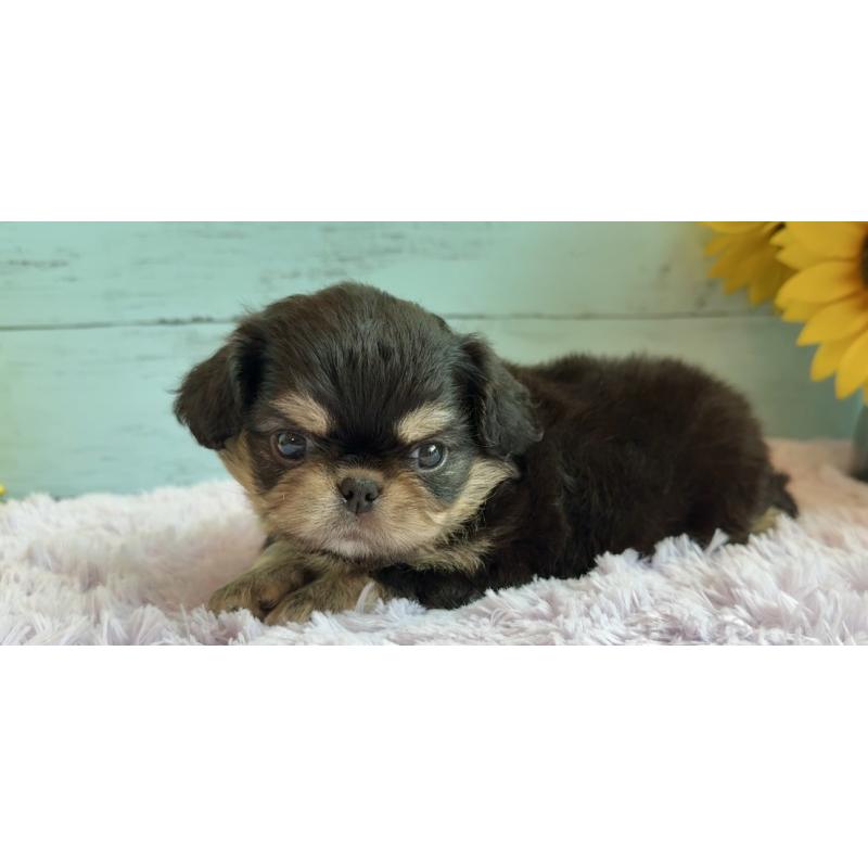 販売中の埼玉県のミックス犬-406504の22枚目
