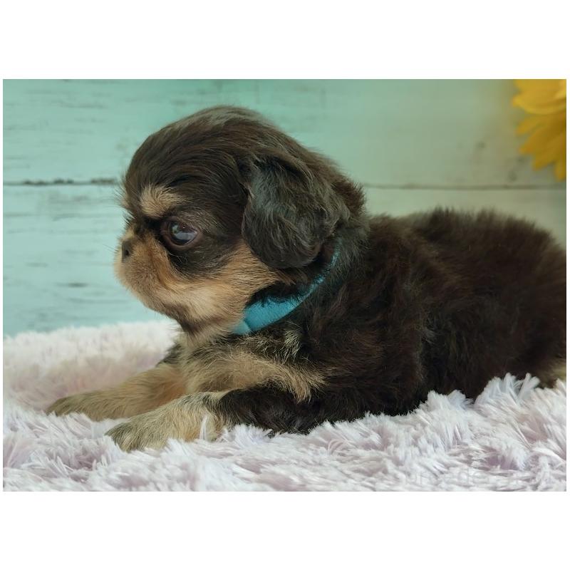 販売中の埼玉県のミックス犬-406504の21枚目