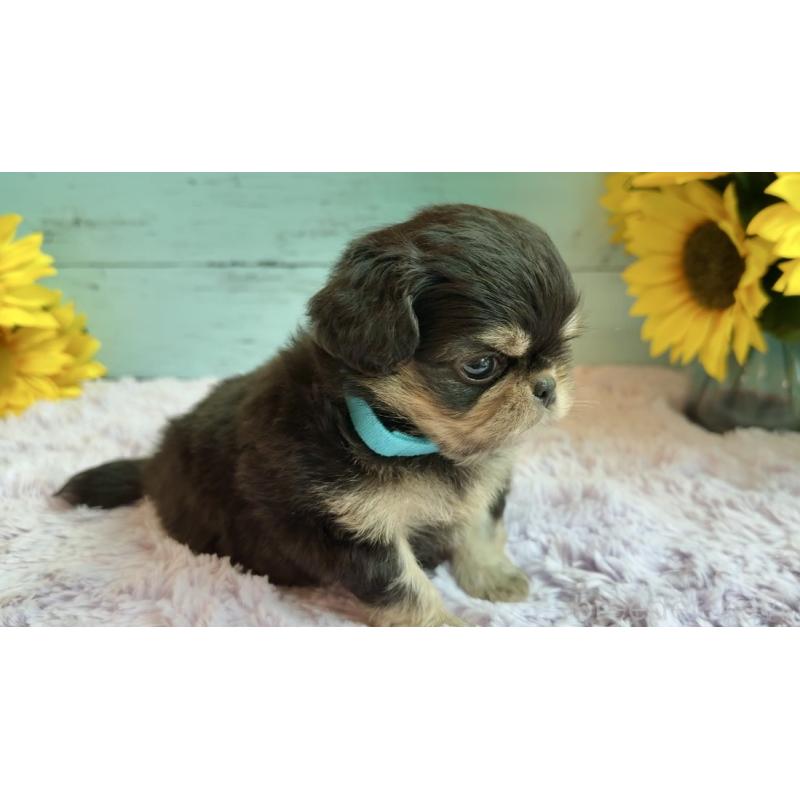 販売中の埼玉県のミックス犬-406504の19枚目