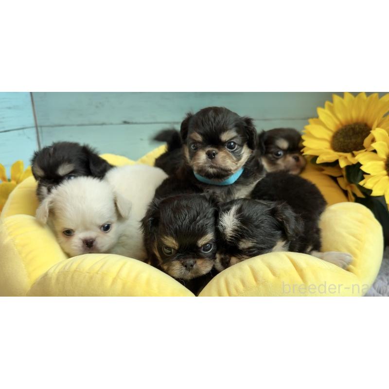 販売中の埼玉県のミックス犬-406504の18枚目