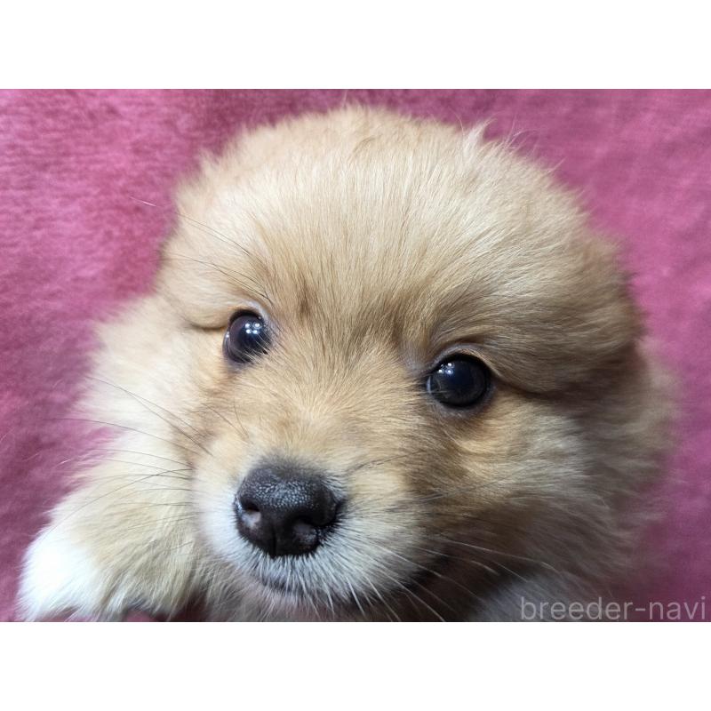販売中の福岡県のポメラニアン-401002