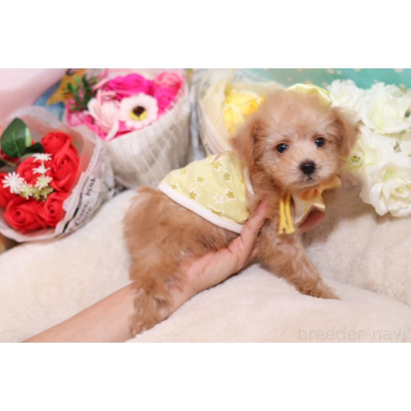 成約済の大阪府のタイニープードル-406816の4枚目