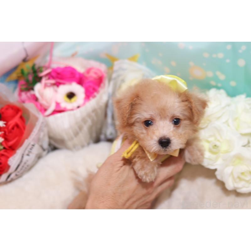 成約済の大阪府のタイニープードル-406816の3枚目