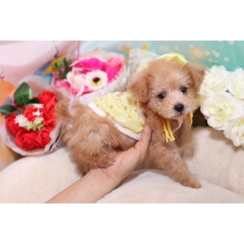 成約済の大阪府のタイニープードル-406816の2枚目