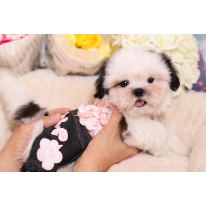 成約済の大阪府のシーズー-406817の5枚目