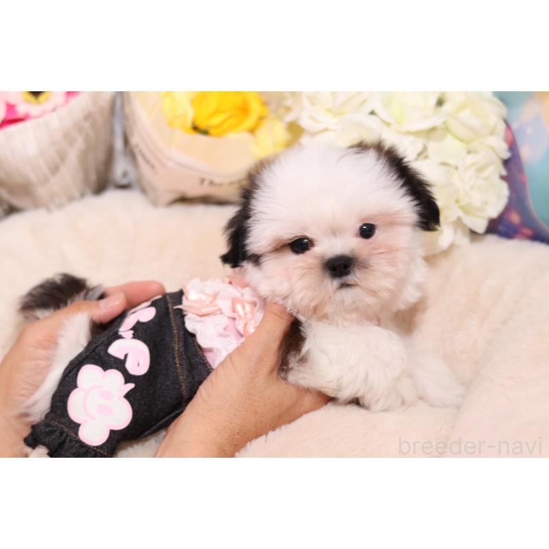 成約済の大阪府のシーズー-406817の4枚目