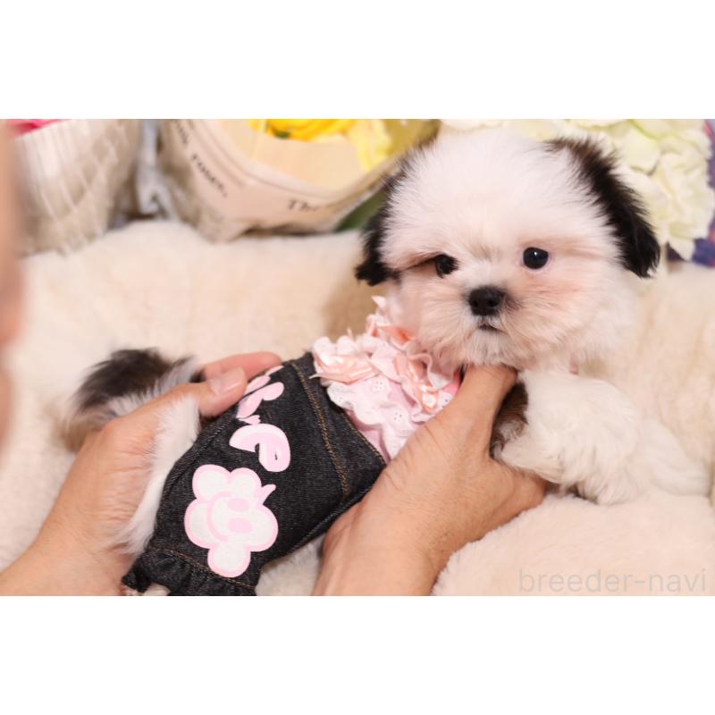 成約済の大阪府のシーズー-406817の3枚目