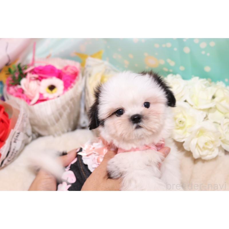 成約済の大阪府のシーズー-406817の2枚目