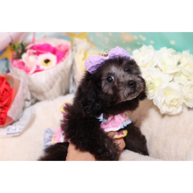 成約済の大阪府のタイニープードル-404832の5枚目