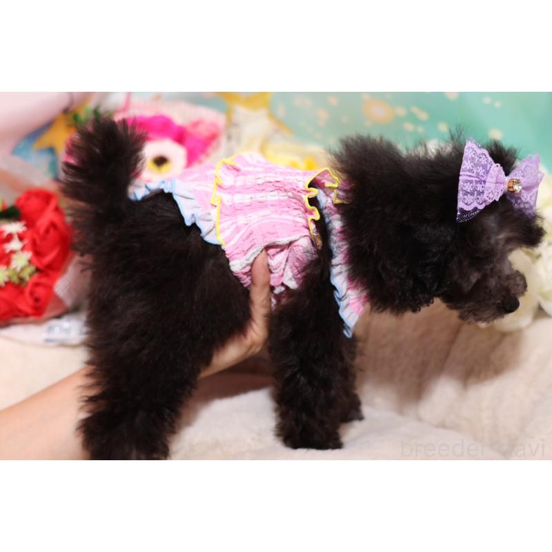 成約済の大阪府のタイニープードル-404832の4枚目