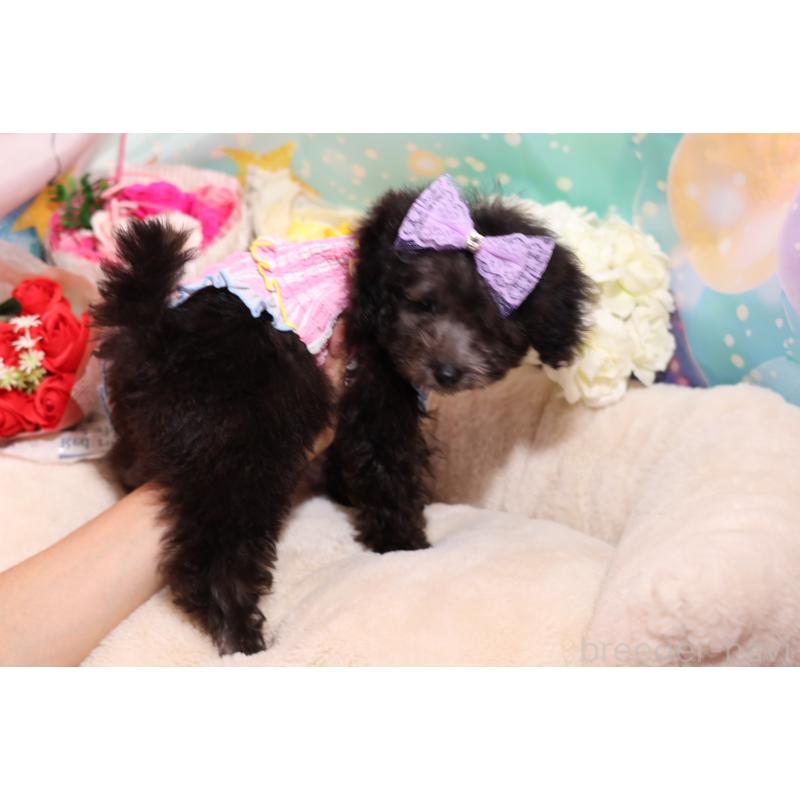 成約済の大阪府のタイニープードル-404832の3枚目