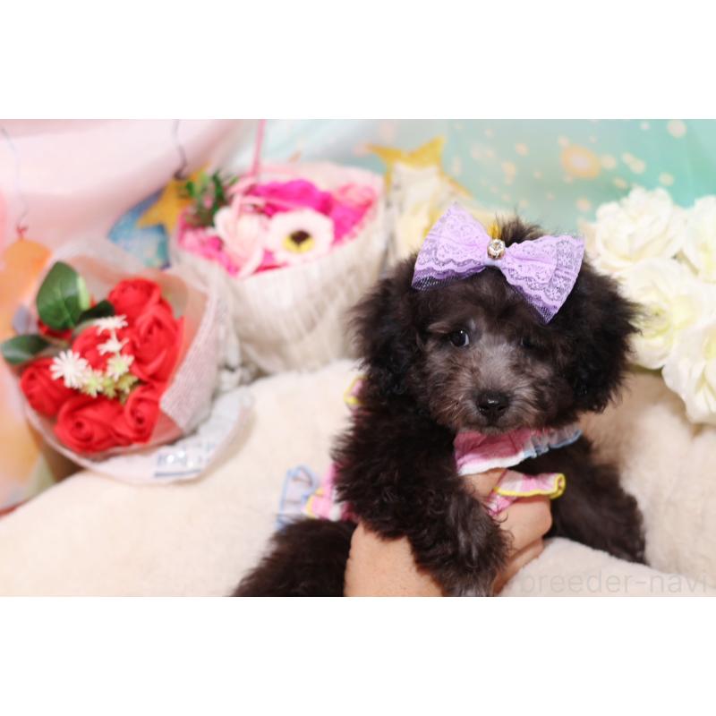 成約済の大阪府のタイニープードル-404832の2枚目