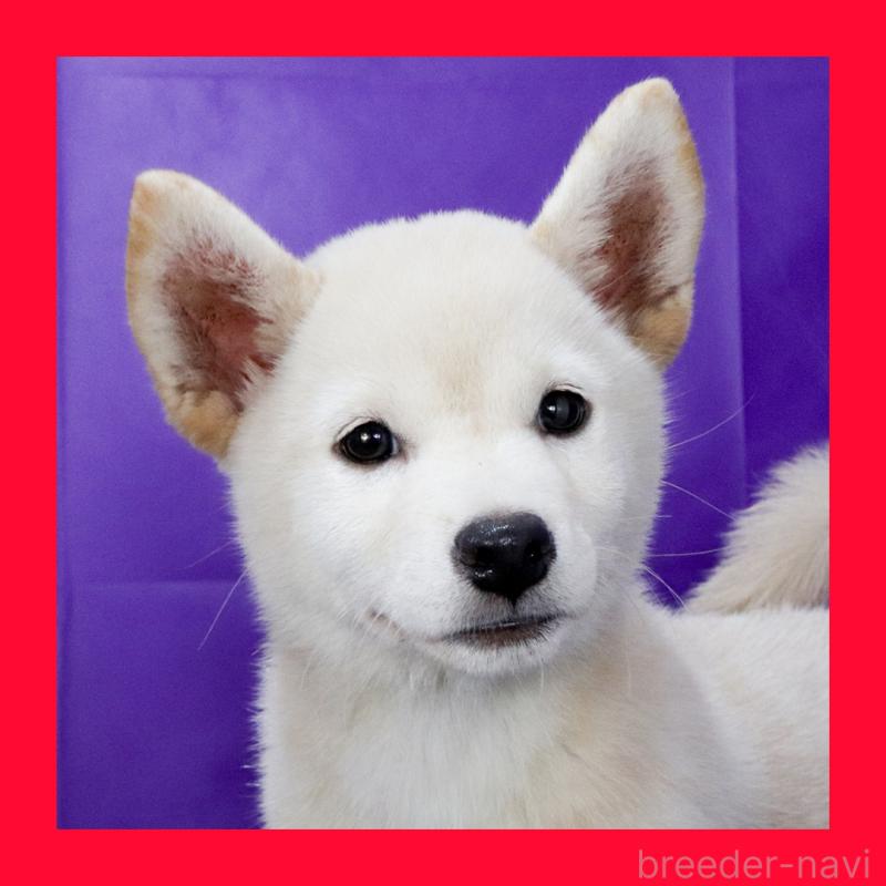 販売中の愛知県の柴犬-405691