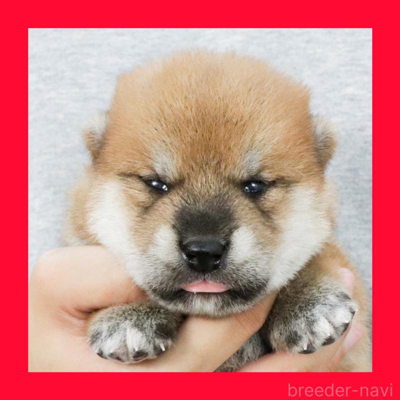 販売中の愛知県の柴犬-407955の1枚目