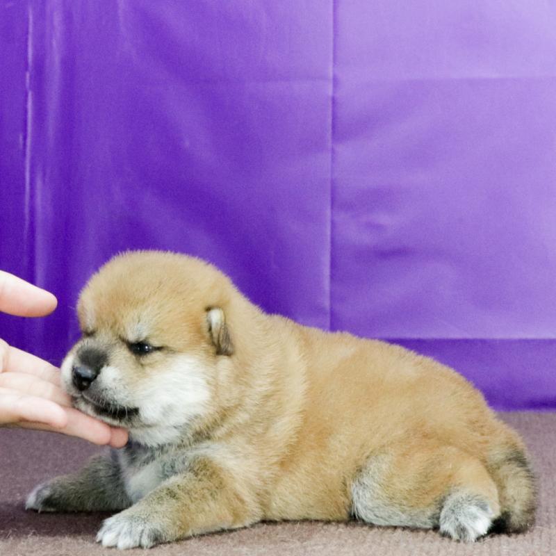 販売中の愛知県の柴犬-407955の3枚目