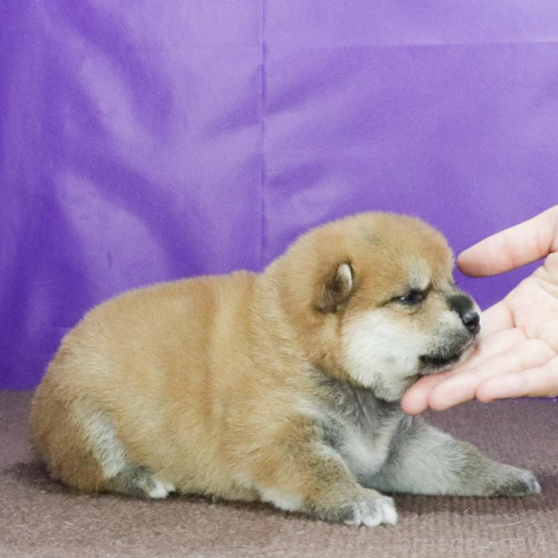 販売中の愛知県の柴犬-407955の2枚目