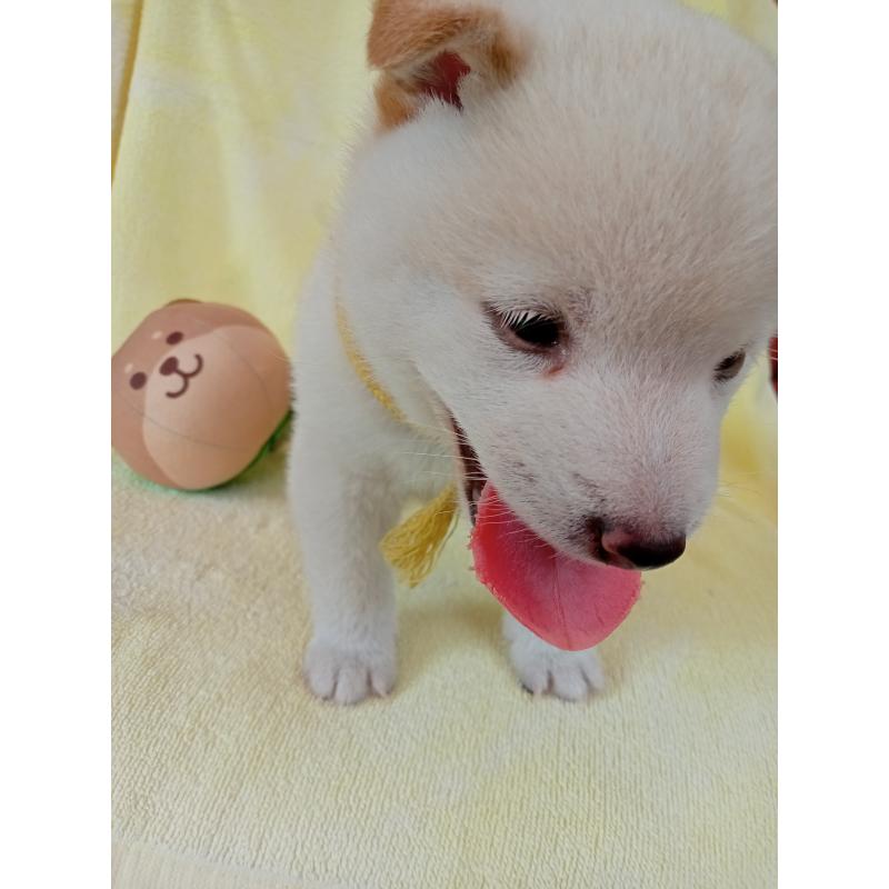 成約済の熊本県の豆柴-406999の17枚目