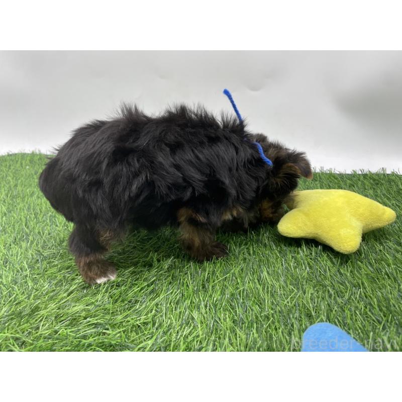 成約済の愛知県のヨークシャーテリア-405172の4枚目