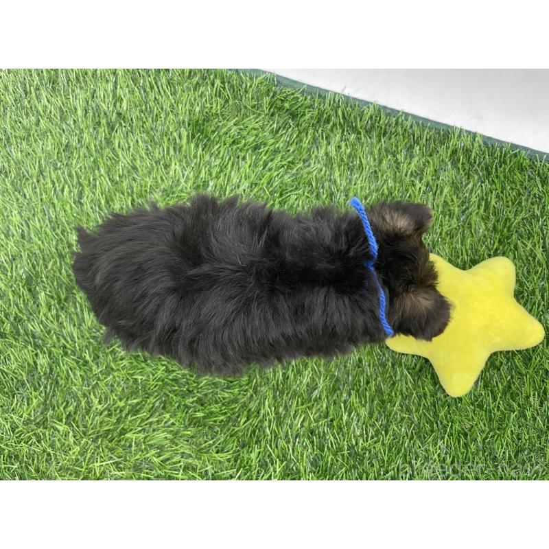 成約済の愛知県のヨークシャーテリア-405172の2枚目