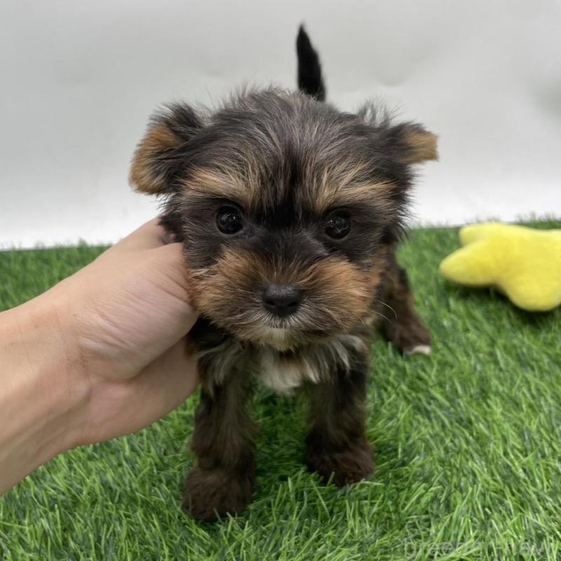 成約済の愛知県のヨークシャーテリア-405172の1枚目