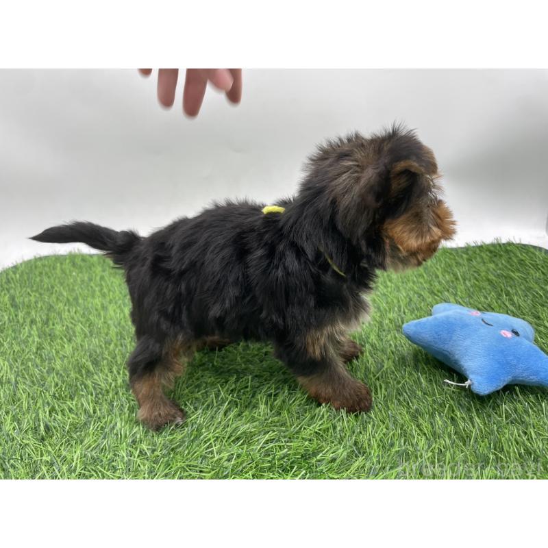 成約済の愛知県のヨークシャーテリア-405177の5枚目