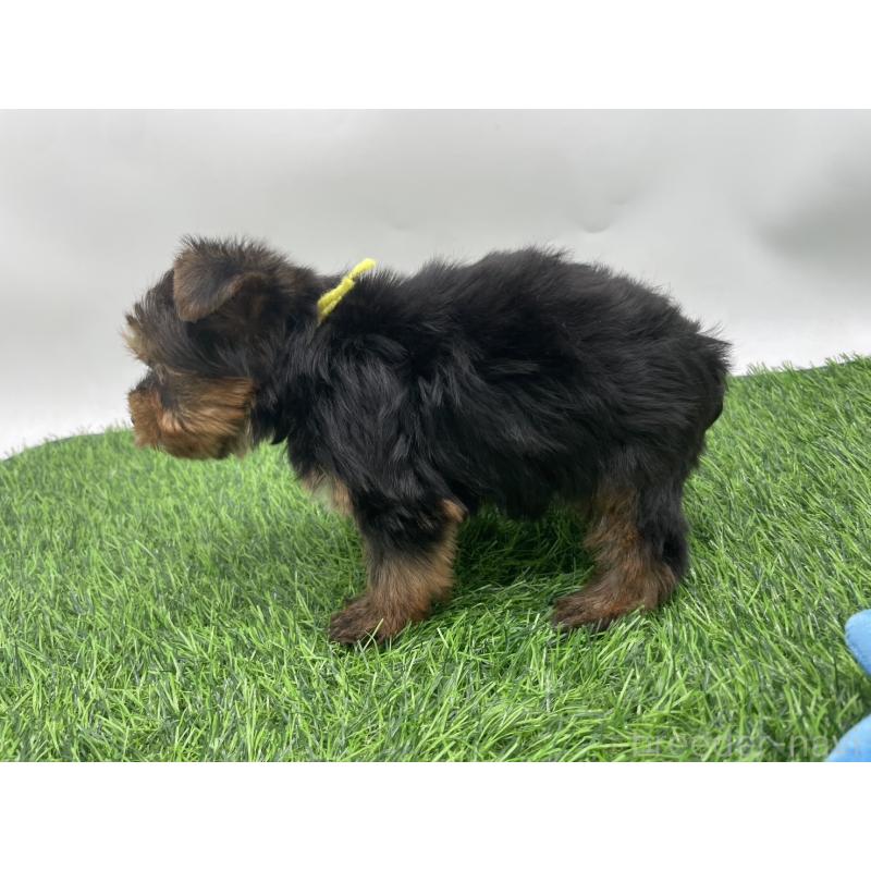 成約済の愛知県のヨークシャーテリア-405177の4枚目