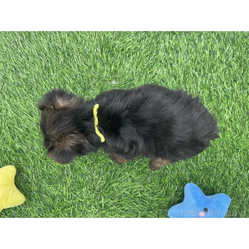 成約済の愛知県のヨークシャーテリア-405177の3枚目