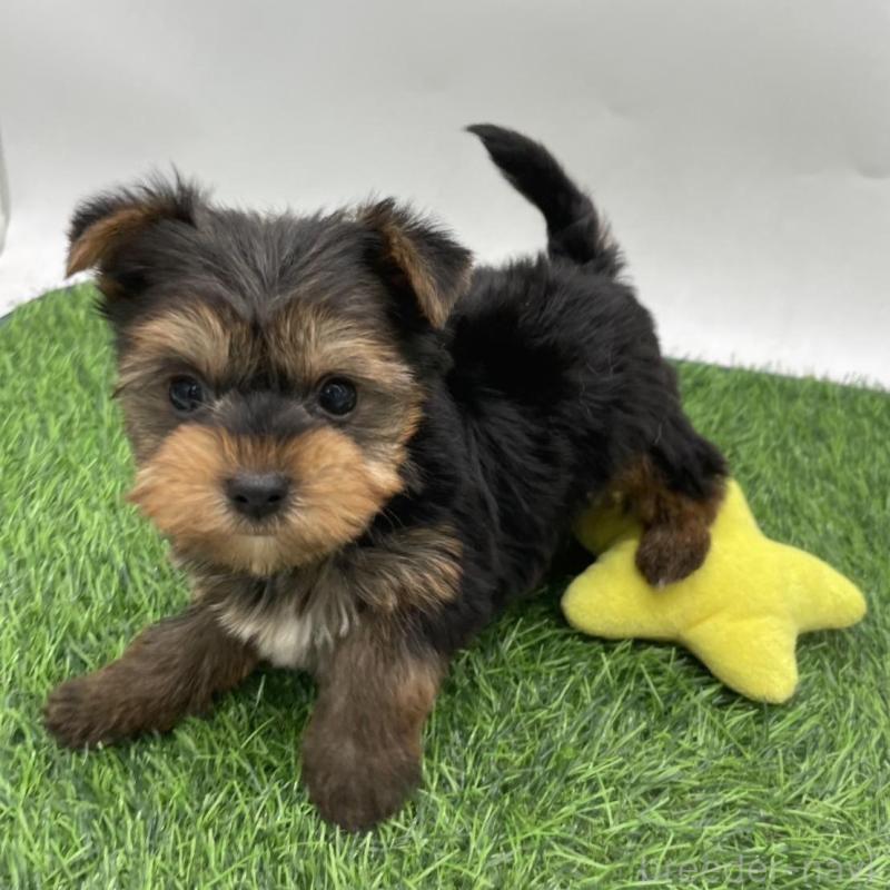 成約済の愛知県のヨークシャーテリア-405177の1枚目