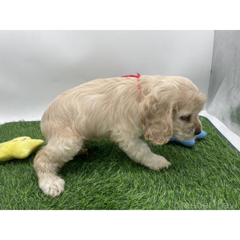 成約済の愛知県のアメリカンコッカースパニエル-405736の4枚目