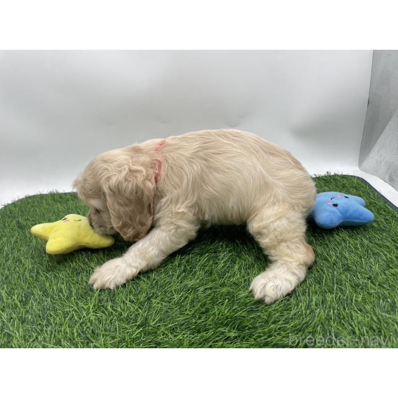 成約済の愛知県のアメリカンコッカースパニエル-405736の3枚目