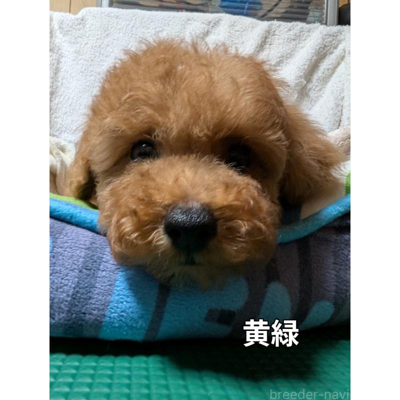 販売中の大阪府のトイプードル-407974の3枚目