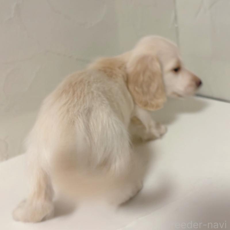 販売中の東京都のミニチュアダックスフンド(ロングヘアード)-408005の5枚目