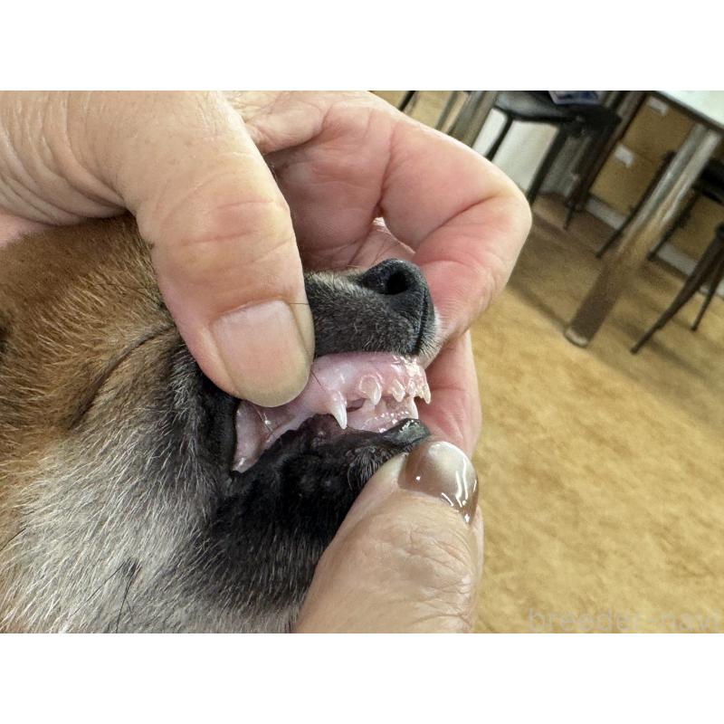 販売中の岡山県の柴犬-408006の5枚目