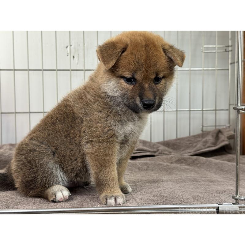 販売中の岡山県の柴犬-408006の3枚目